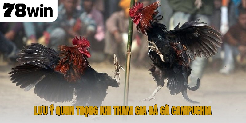 Lưu ý quan trọng khi tham gia đá gà Campuchia
